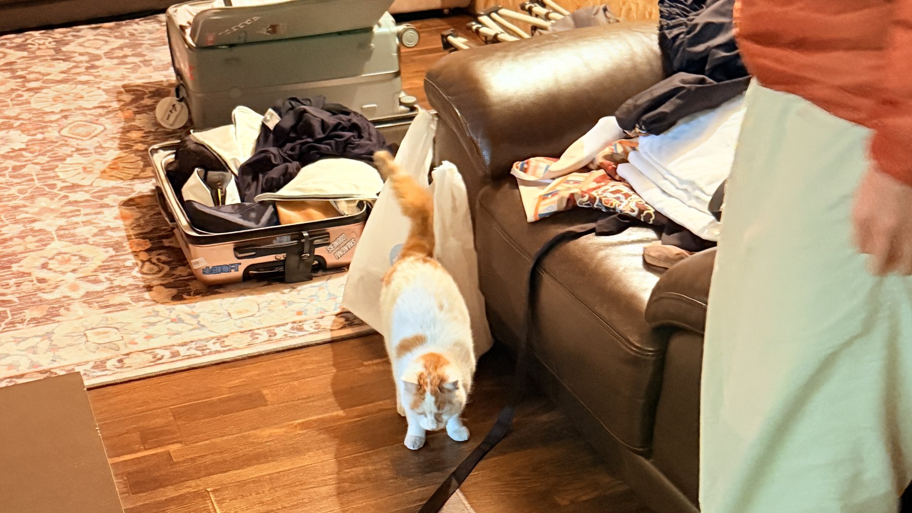 小猫又进屋巡视了。